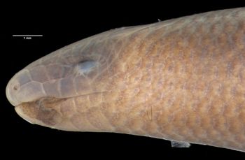 Media type: image;   Herpetology R-85758 Aspect: head lateral